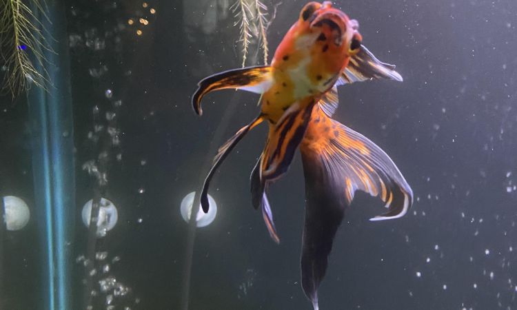 Shubunkin Goldfish Diet and Feeding Guide