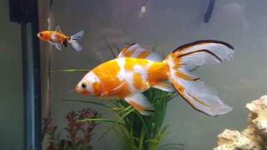Shubunkin Goldfish