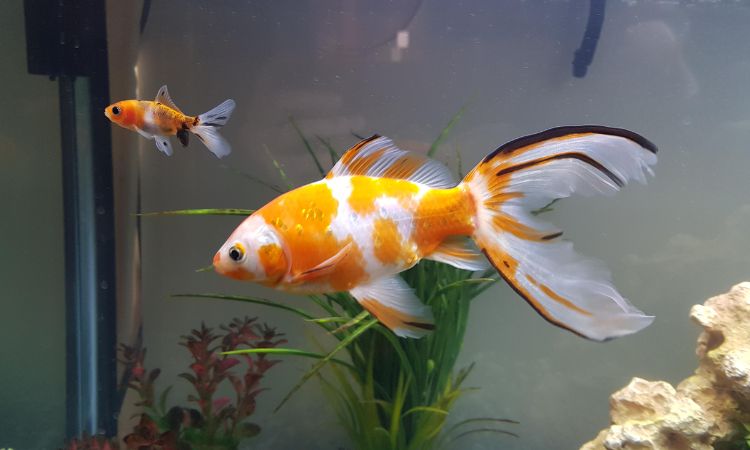 Shubunkin Goldfish