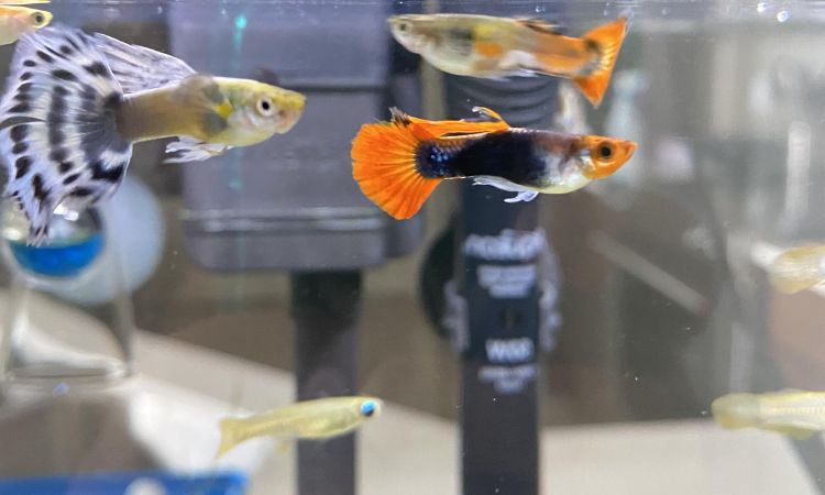 Compatible Tank Mates for Tuxedo Guppies