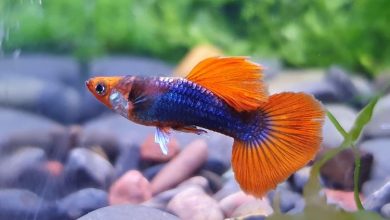 Understanding the Tuxedo Guppy