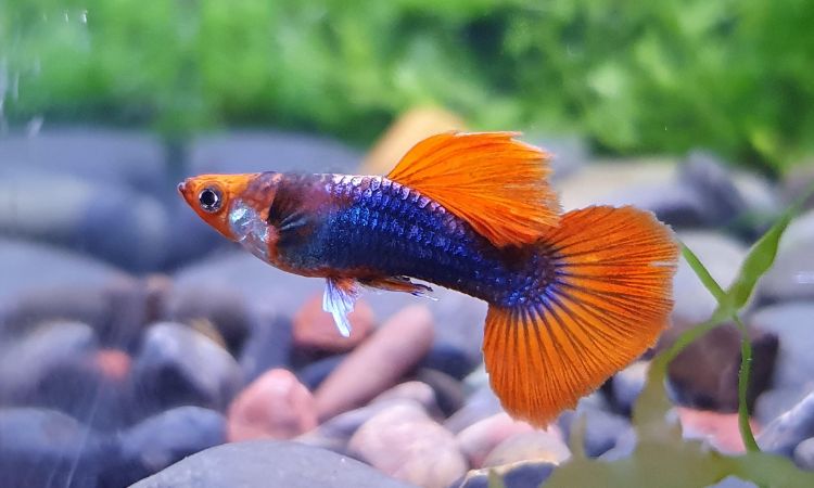 Understanding the Tuxedo Guppy
