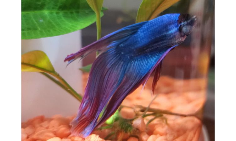 Essential Tank Setup for a Thriving Veiltail