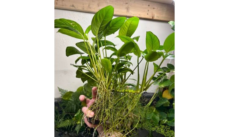 How to Plant Anubias Nana