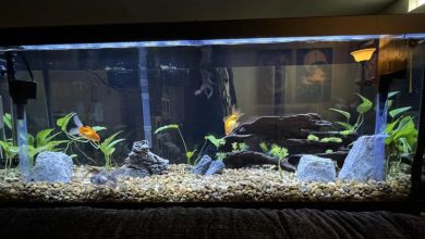 Aquarium Filter for Large Tanks