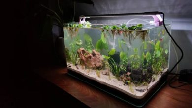 best fish tank filter