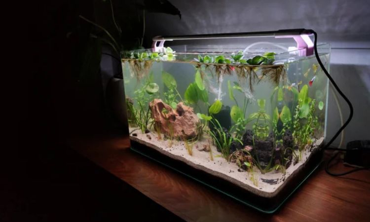 best fish tank filter
