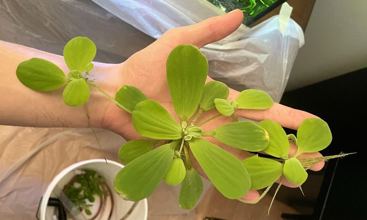 Dwarf Water Lettuce