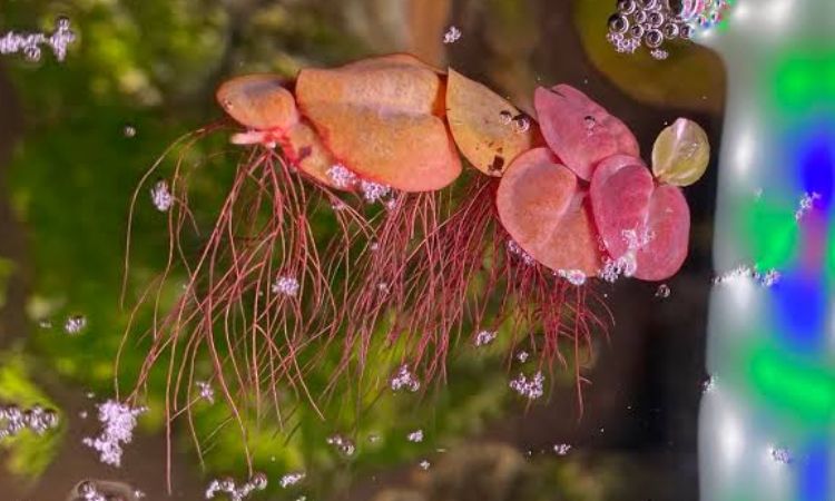 Red Root Floater