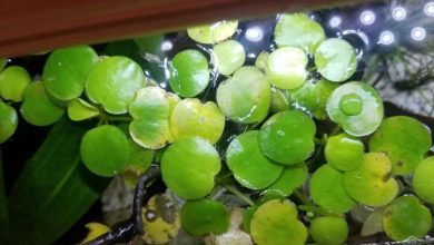 Amazon Frogbit