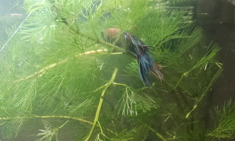 Hornwort