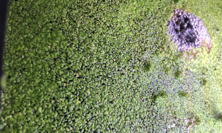 Duckweed