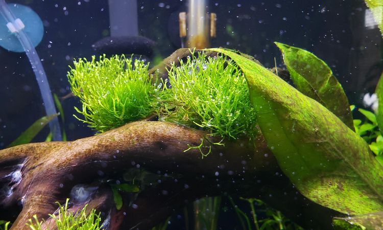 Crystalwort