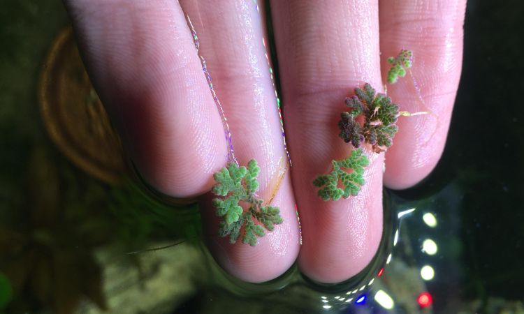 Fairy Moss