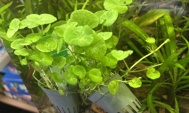 Brazilian Pennywort