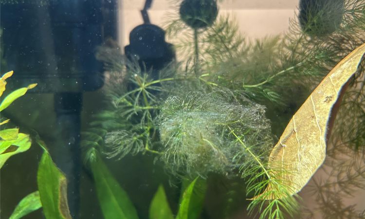 Leftover Plants and Algae