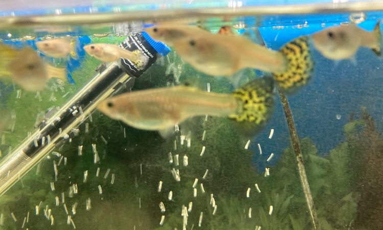 best guppy food