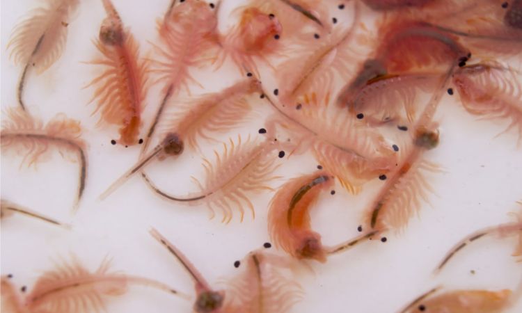 Brine Shrimp (Live or Frozen)
