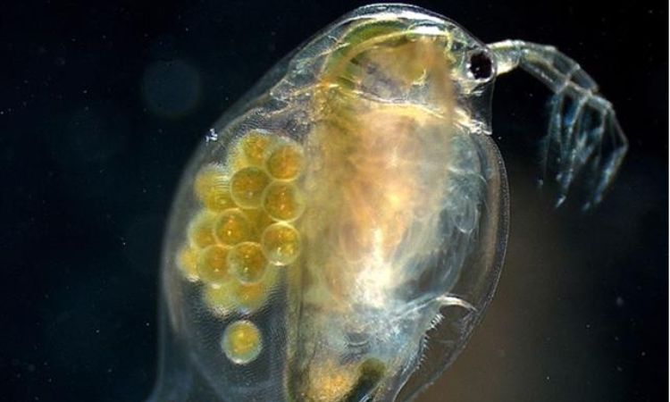 Daphnia