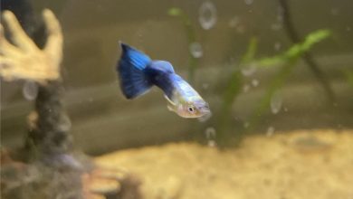 Best Guppy Food
