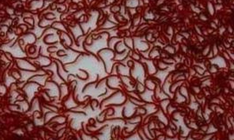 Bloodworms