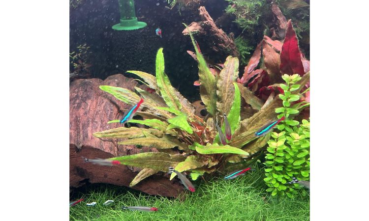 Cryptocoryne wendtii