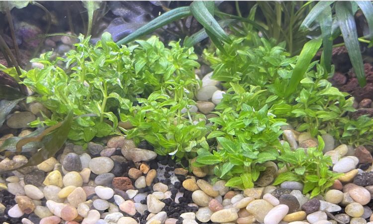 Staurogyne repens