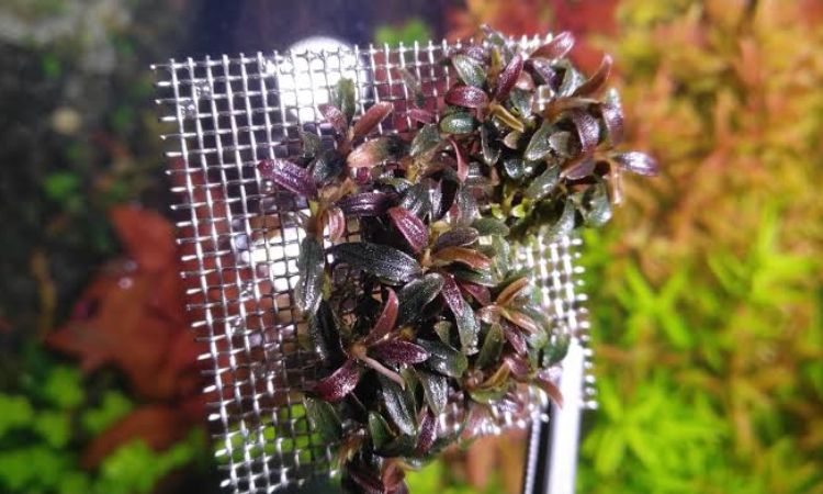 Bucephalandra Species