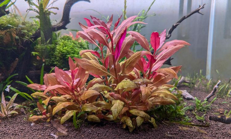 Alternanthera reineckii 'Mini'