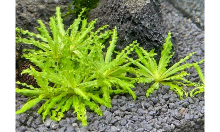 Pogostemon helferi (Downoi)
