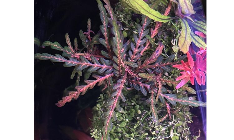 Hygrophila pinnatifida