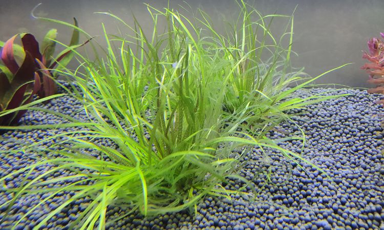 Blyxa japonica