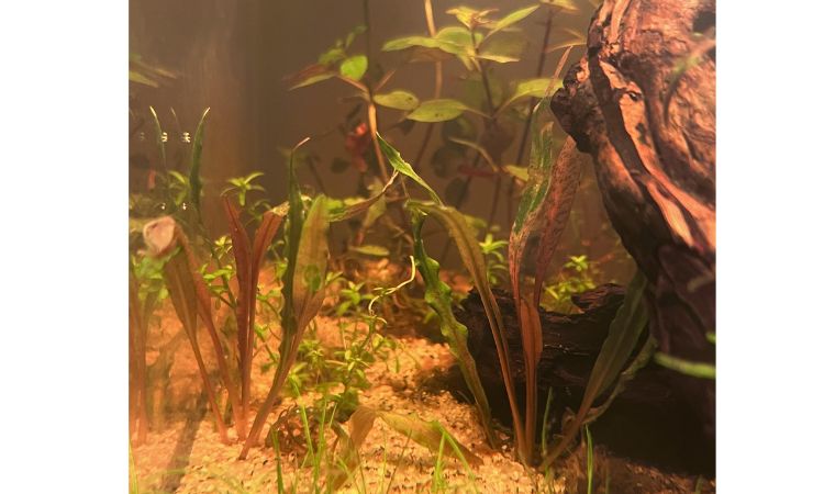 Cryptocoryne albida 'Brown'