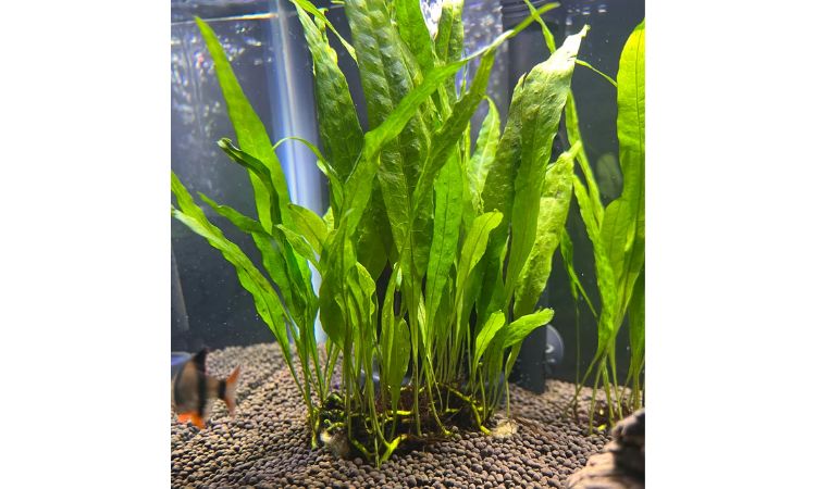 Java Fern