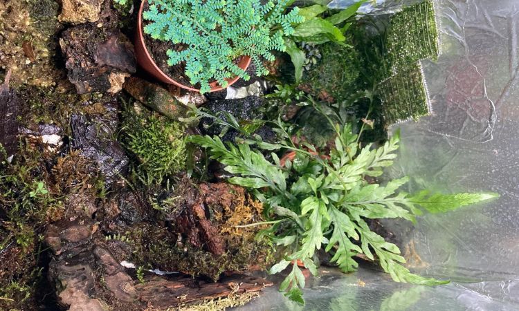 Attaching the Fern to Driftwood or Rocks
