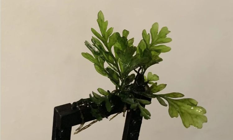 Propagation Methods