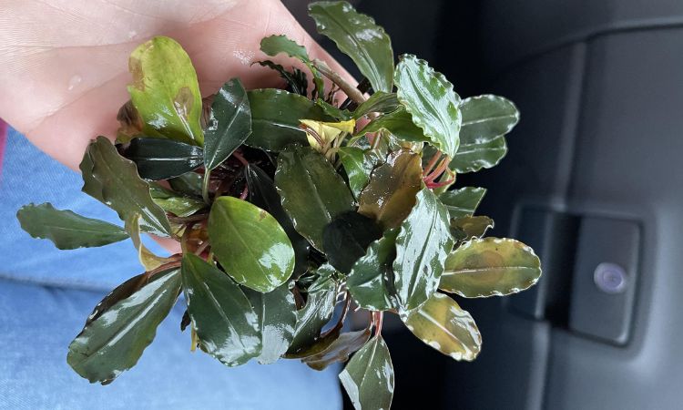 Bucephalandra Light Requirements