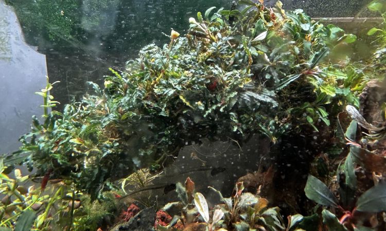 Water Parameters for Healthy Bucephalandra