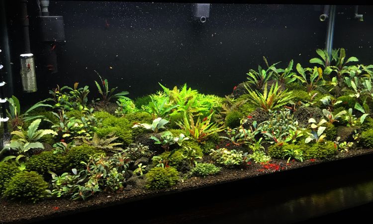 How to Properly Place Bucephalandra in Your Tank
