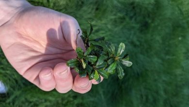 Bucephalandra