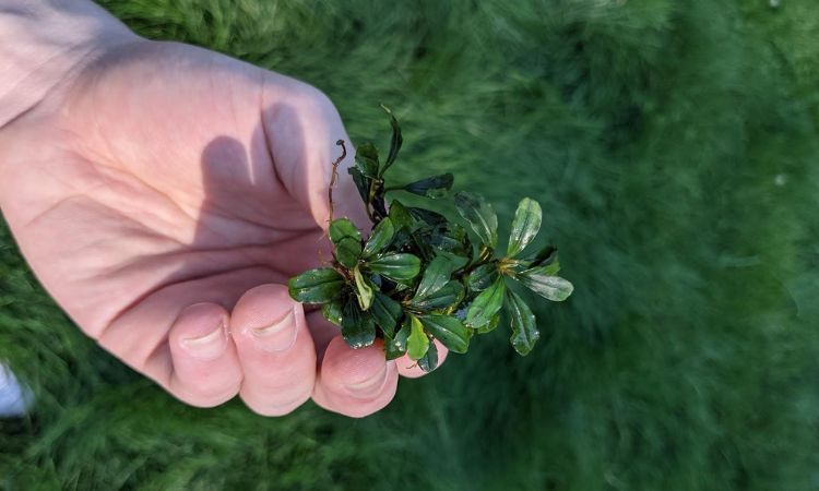 Bucephalandra