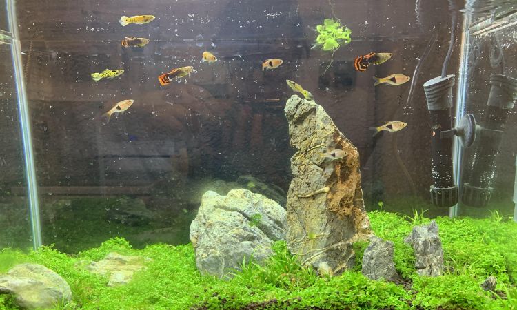 Water Parameters & Tank Conditions