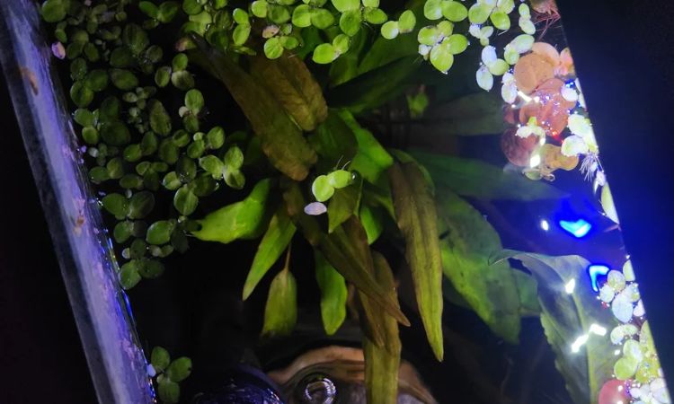 Lighting Requirements for Optimal Growth