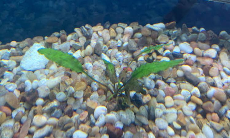 Substrate and Nutrient Requirements