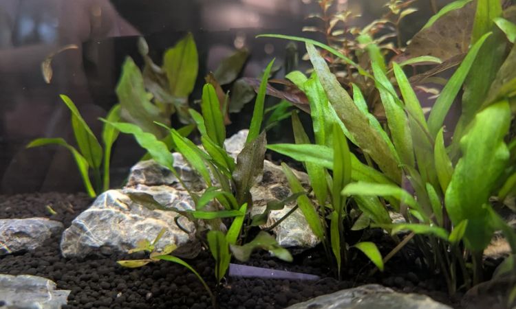 Anchor the Plant Securely