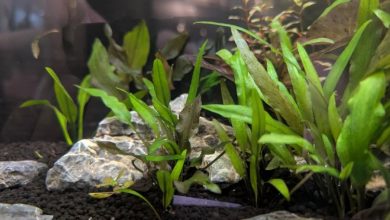 Cryptocoryne Wendtii