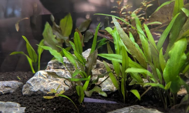 Cryptocoryne Wendtii