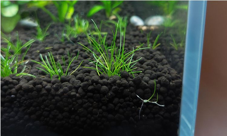 Dwarf Hairgrass Care Requirements