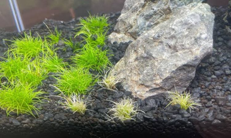 How to Plant Dwarf Hairgrass