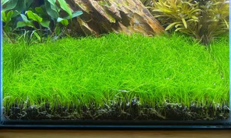 Growing a Full Dwarf Hairgrass Carpet
